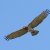 Circaetus gallicus